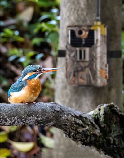 4G Wildcamera - 4K